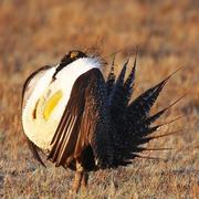 Greater Sage-grouse in the sunlight