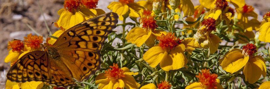 Butterfly on Zinnia - Taken By: Mike Howard, BLM New Mexico State Office Botanist
