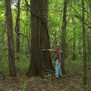 Temporal dynamics of forest structure and coarse woody debris are being measured