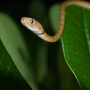 Photo of a small snake in Guam 