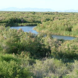 Tamarisk growing along a river