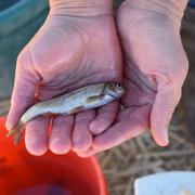 White River spinedace