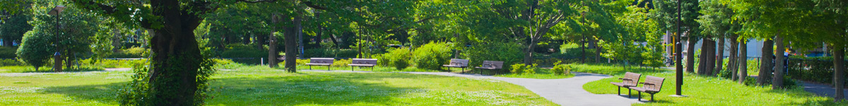 An image of a verdant park.