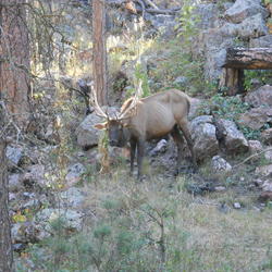 Photo pf a bull elk with chronic wasting disease.