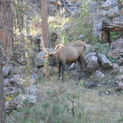 Photo pf a bull elk with chronic wasting disease.