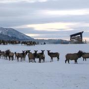 Elk on a feedground in Wyoming.