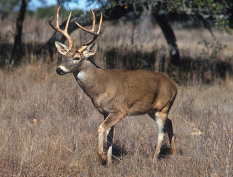 Image shows a male white-tailed deer facing to the left of the image.