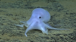 This ghostlike octopod is almost certainly an undescribed species and may not belong to any described genus.