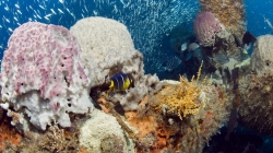 NOAA Gray's Reef National Marine Sanctuary is one of the largest live-bottom reefs of the southeastern United States.