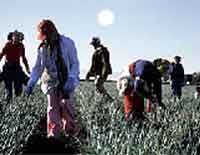 Teens picking crops in a field