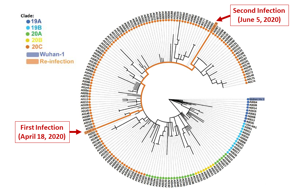 Phylogenetic placement within isolates and global clades of the viral sequences obtained from first and second episodes of illness, Nevada patient.