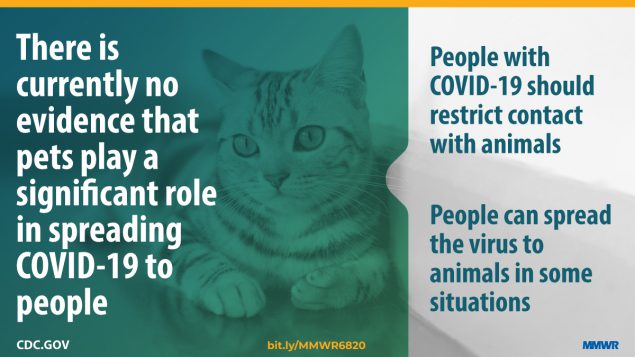 The figure shows an image of a cat with text overlay describing that there is currently no evidence that pets play a significant role in spreading COVID-19 to people.