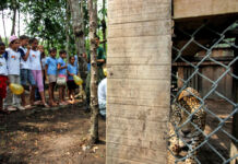 Children watching caged jaguar (© The Asahi Shimbun/Getty Images)