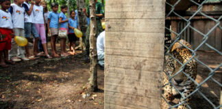 Children watching caged jaguar (© The Asahi Shimbun/Getty Images)